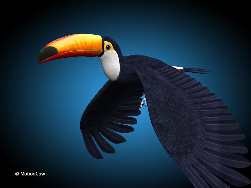 Toucan A - Flight 3D model_2
