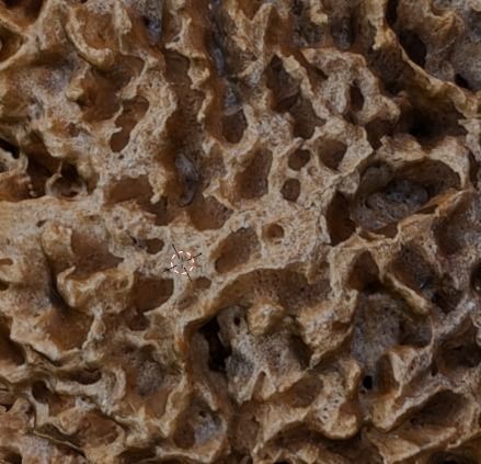 Natural sea sponge 3D model_1