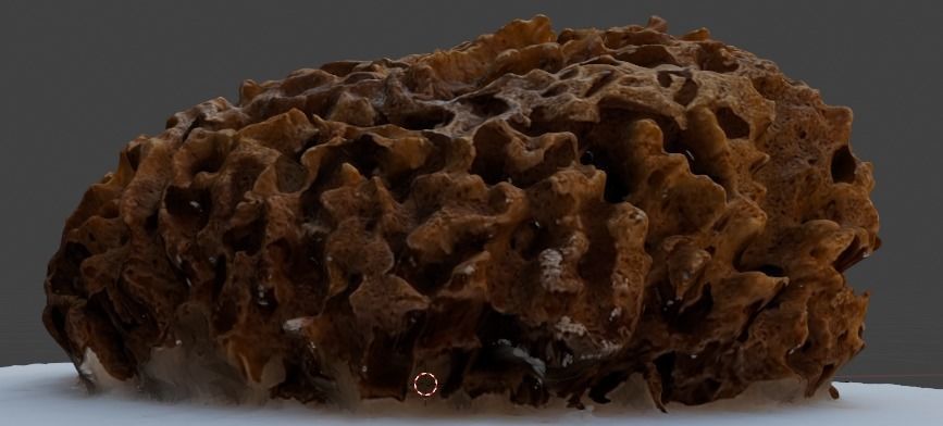 Natural sea sponge 3D model_3