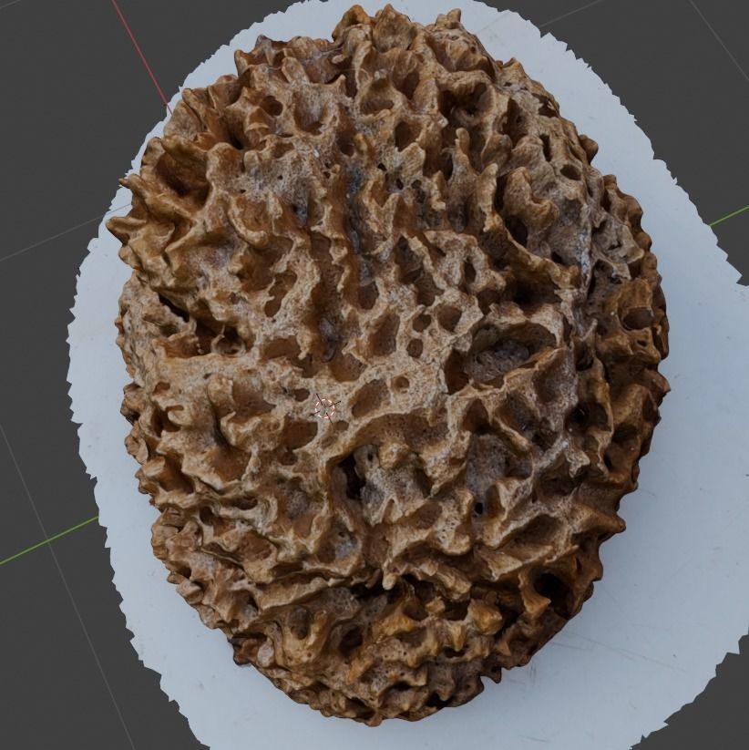 Natural sea sponge 3D model_2