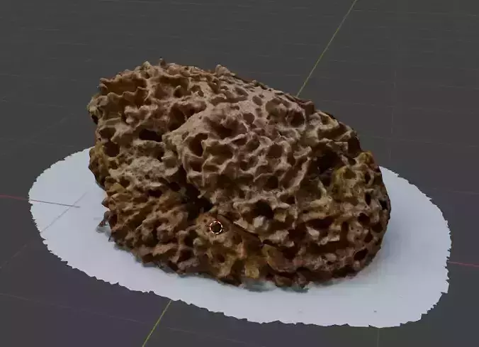 Natural sea sponge