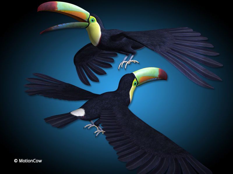 Toucan B - Flight 3D model_3