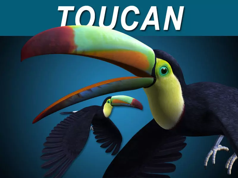 Toucan B - Flight 3D model_0