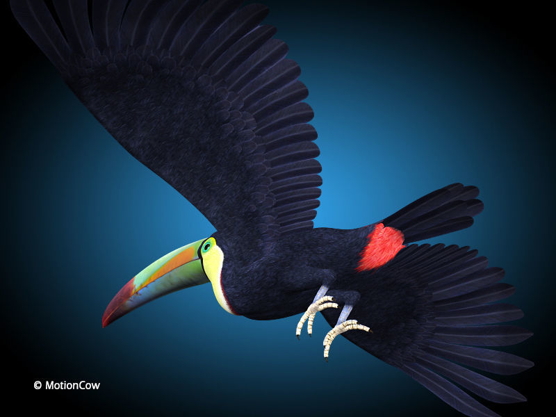 Toucan B - Flight 3D model_4