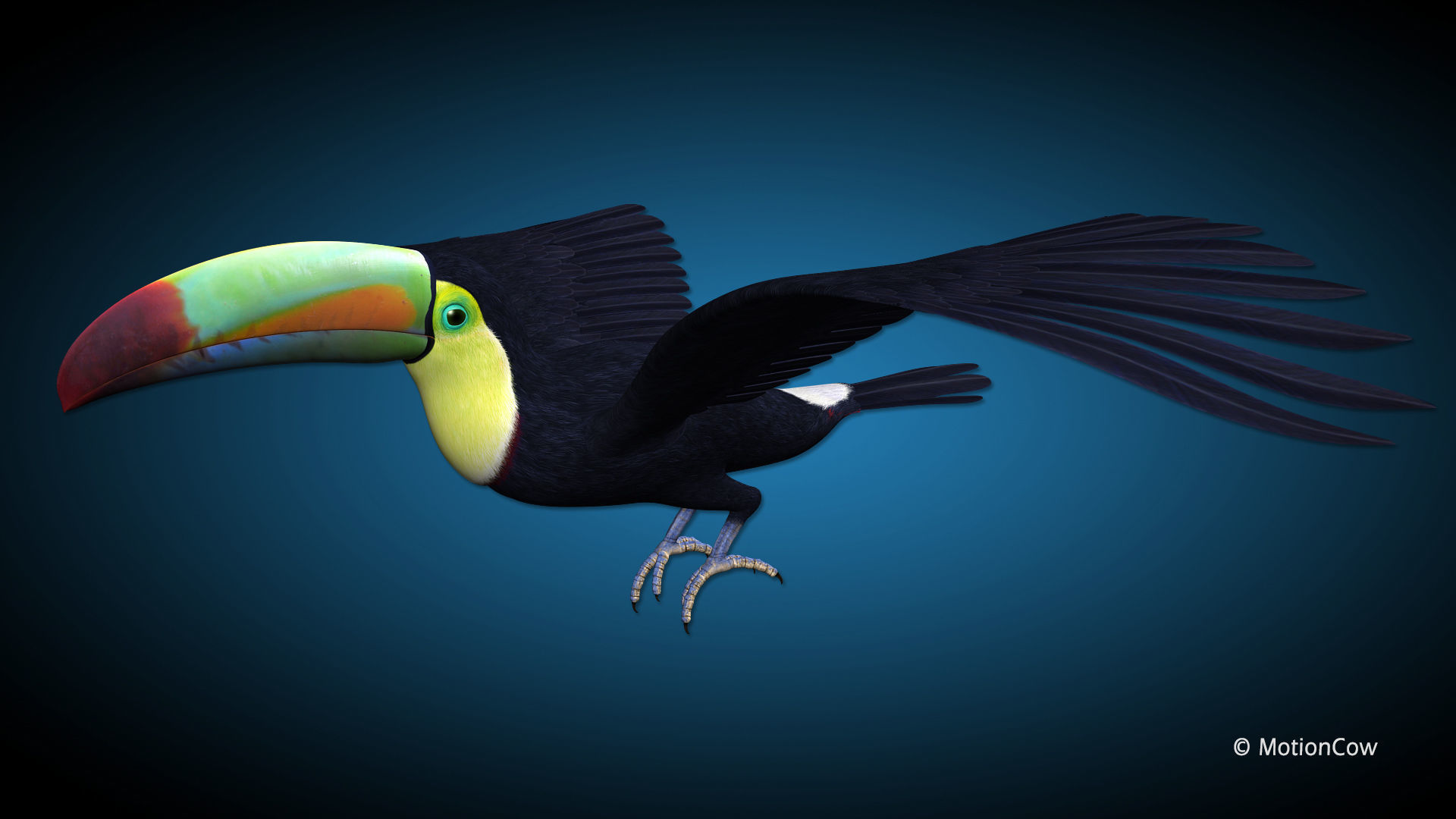Toucan B - Flight 3D model_8