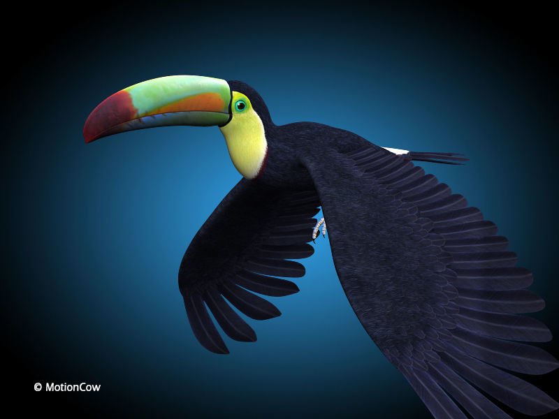 Toucan B - Flight 3D model_2