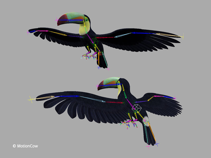 Toucan B - Flight 3D model_13