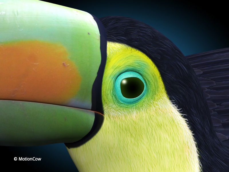 Toucan B - Flight 3D model_6