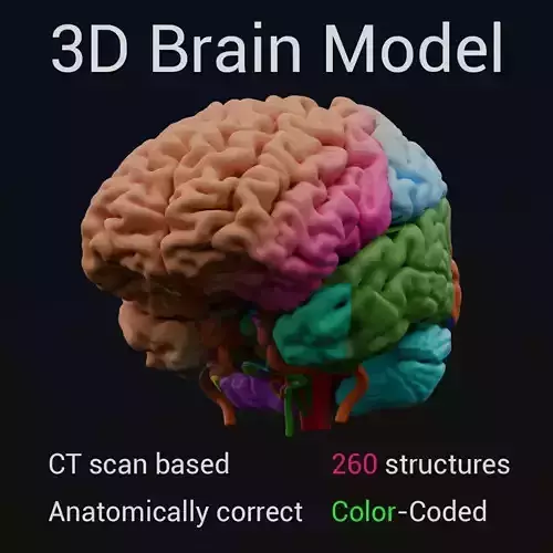 Anatomical Brain Model 3D model
