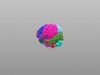 Anatomical Brain Model 3D model_1