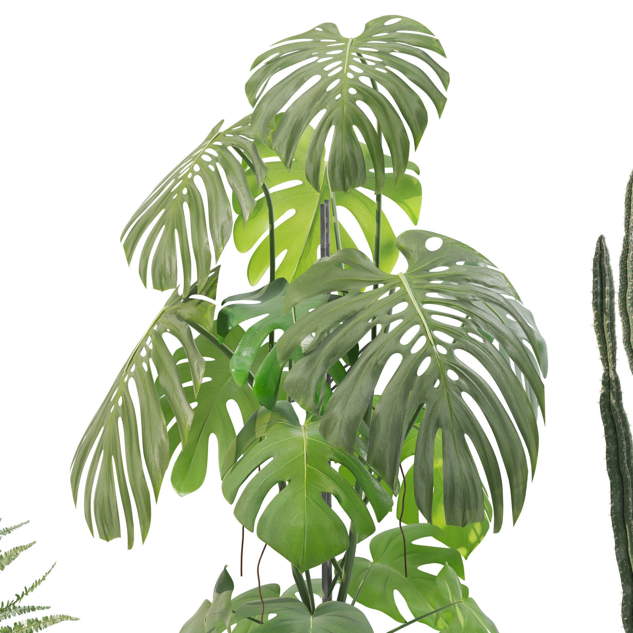 Plants collection 212 - monstera ficus cactus fern 3D model_9