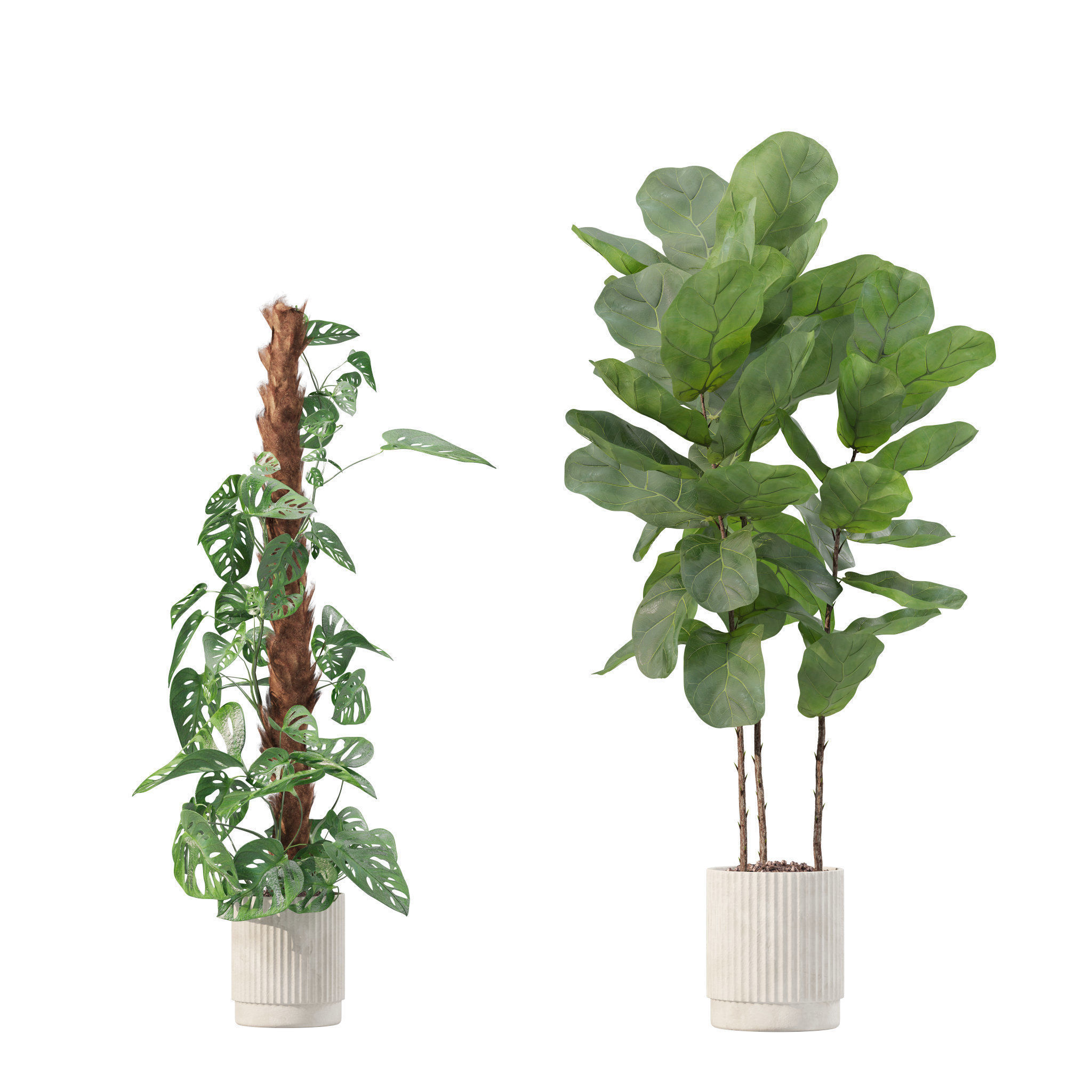 Plants collection 212 - monstera ficus cactus fern 3D model_2