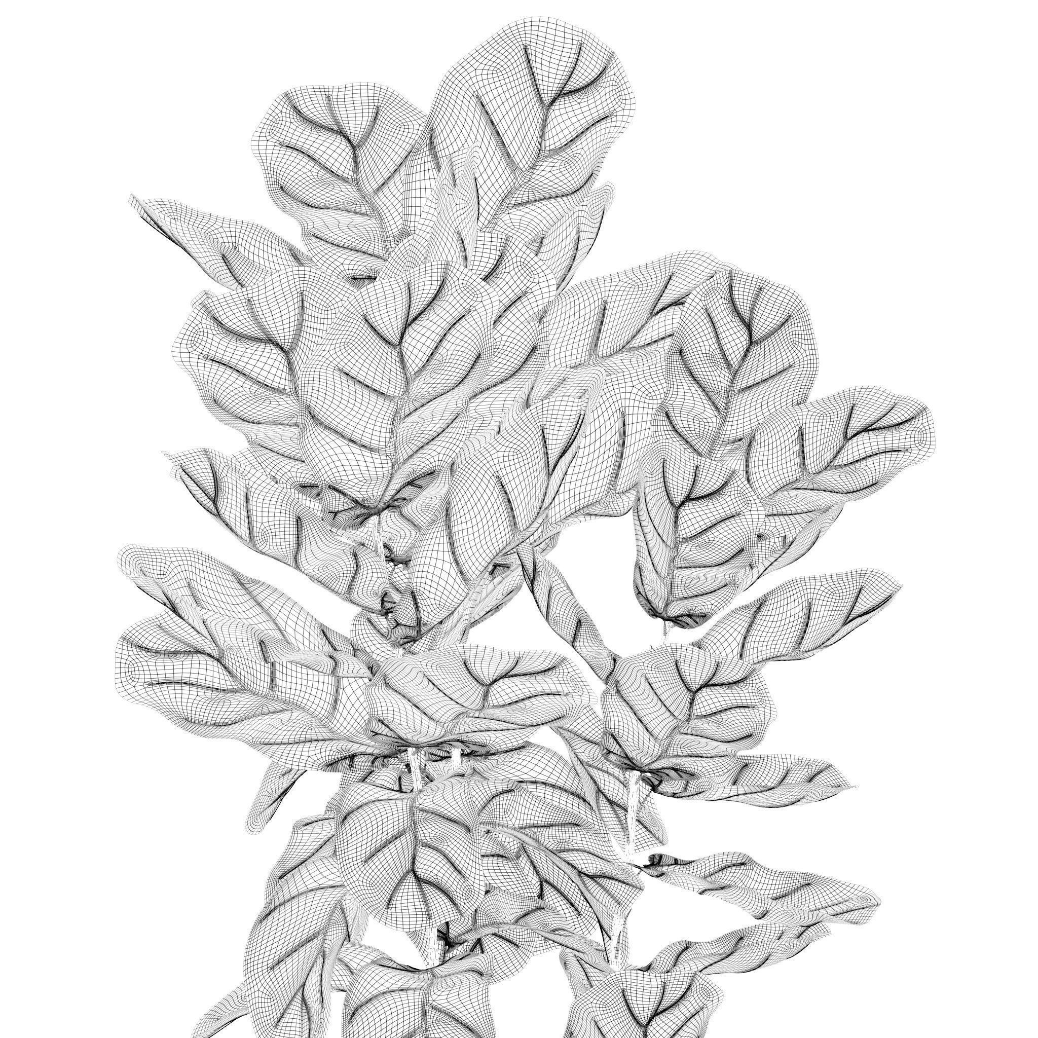 Plants collection 212 - monstera ficus cactus fern 3D model_26