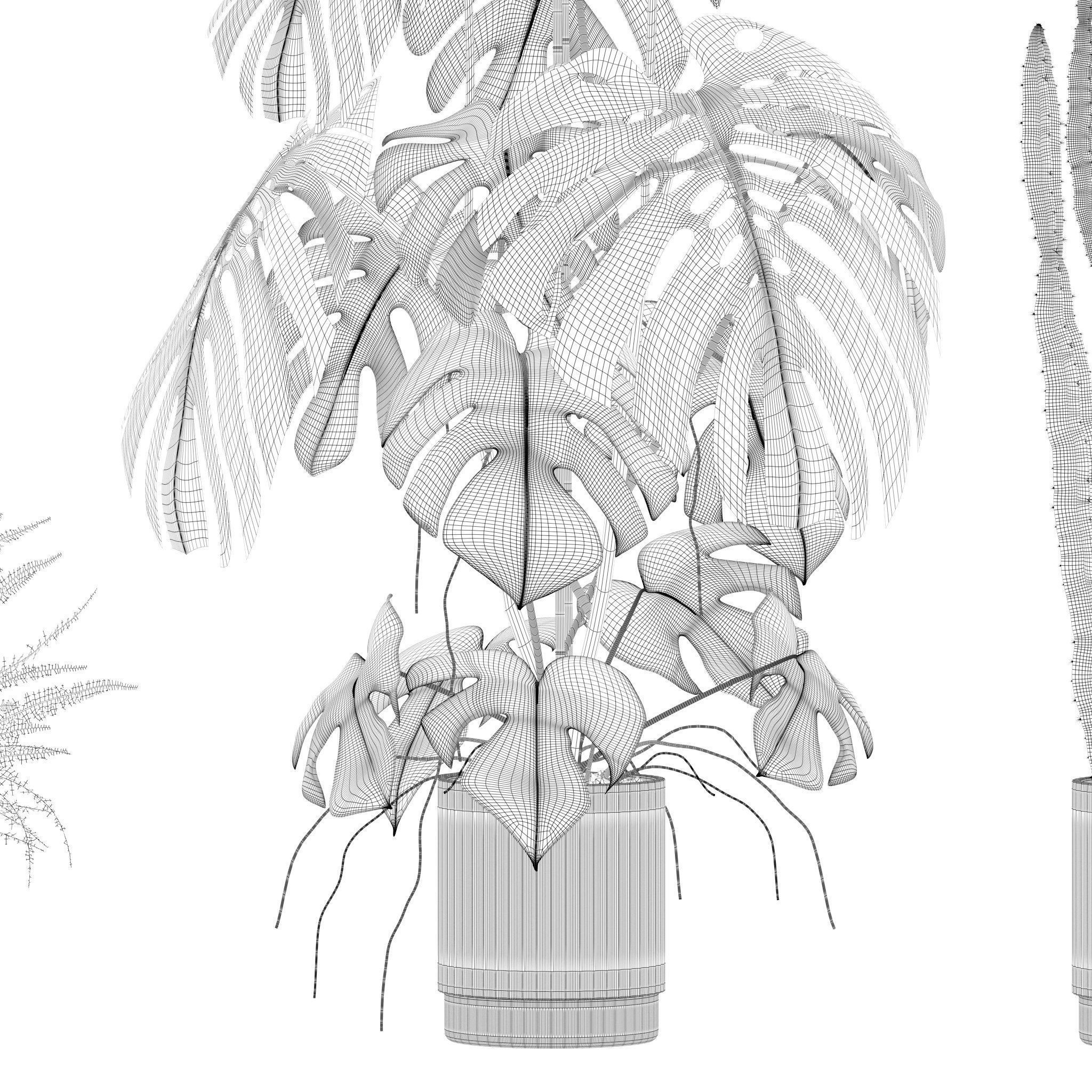 Plants collection 212 - monstera ficus cactus fern 3D model_20