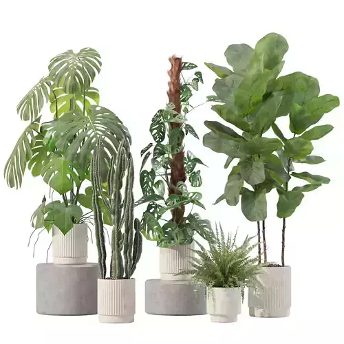 Plants collection 212 - monstera ficus cactus fern 3D model