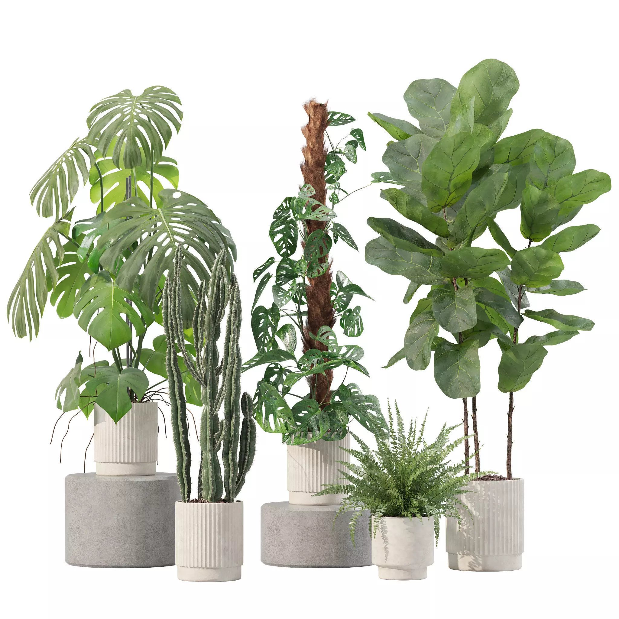 Plants collection 212 - monstera ficus cactus fern 3D model_0