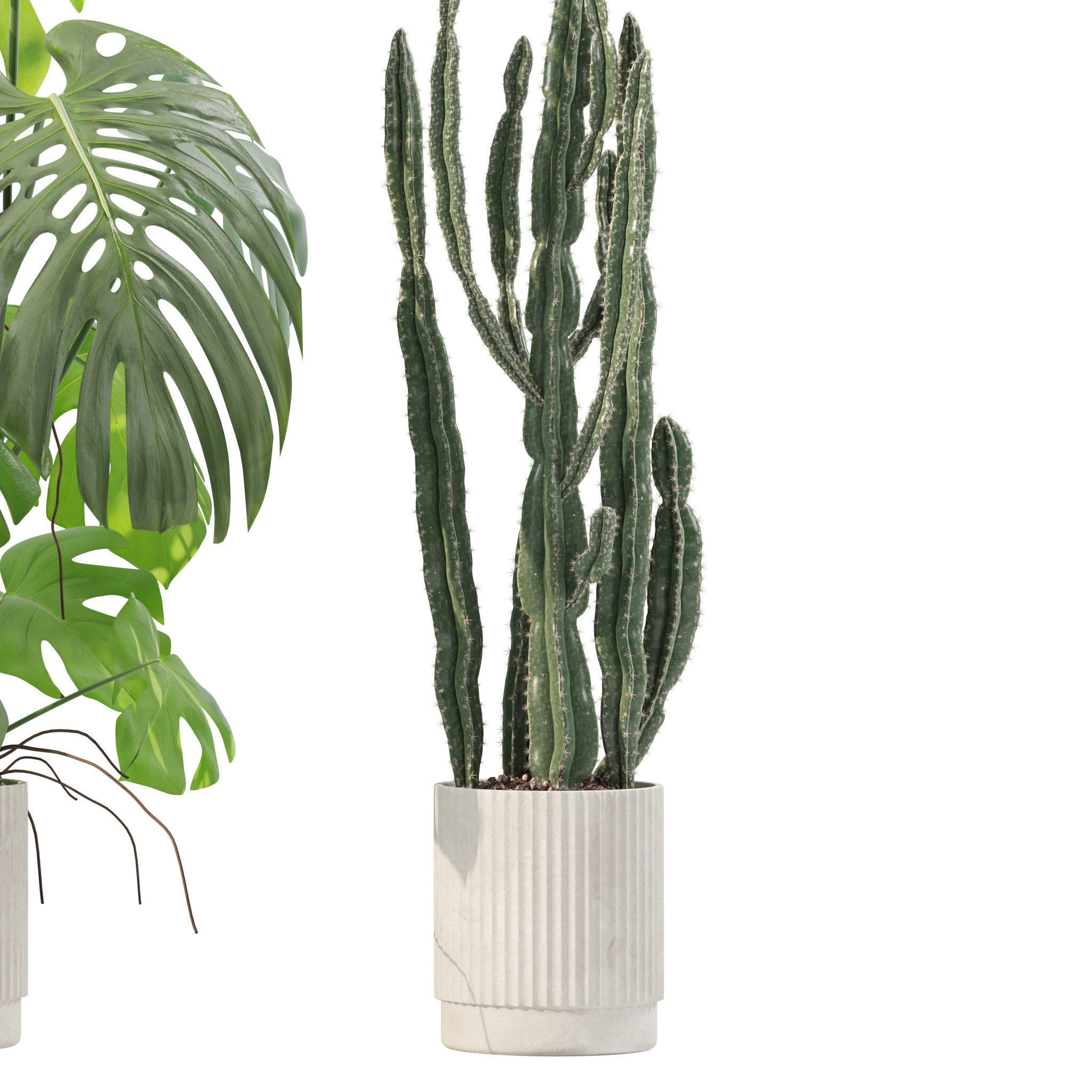 Plants collection 212 - monstera ficus cactus fern 3D model_12