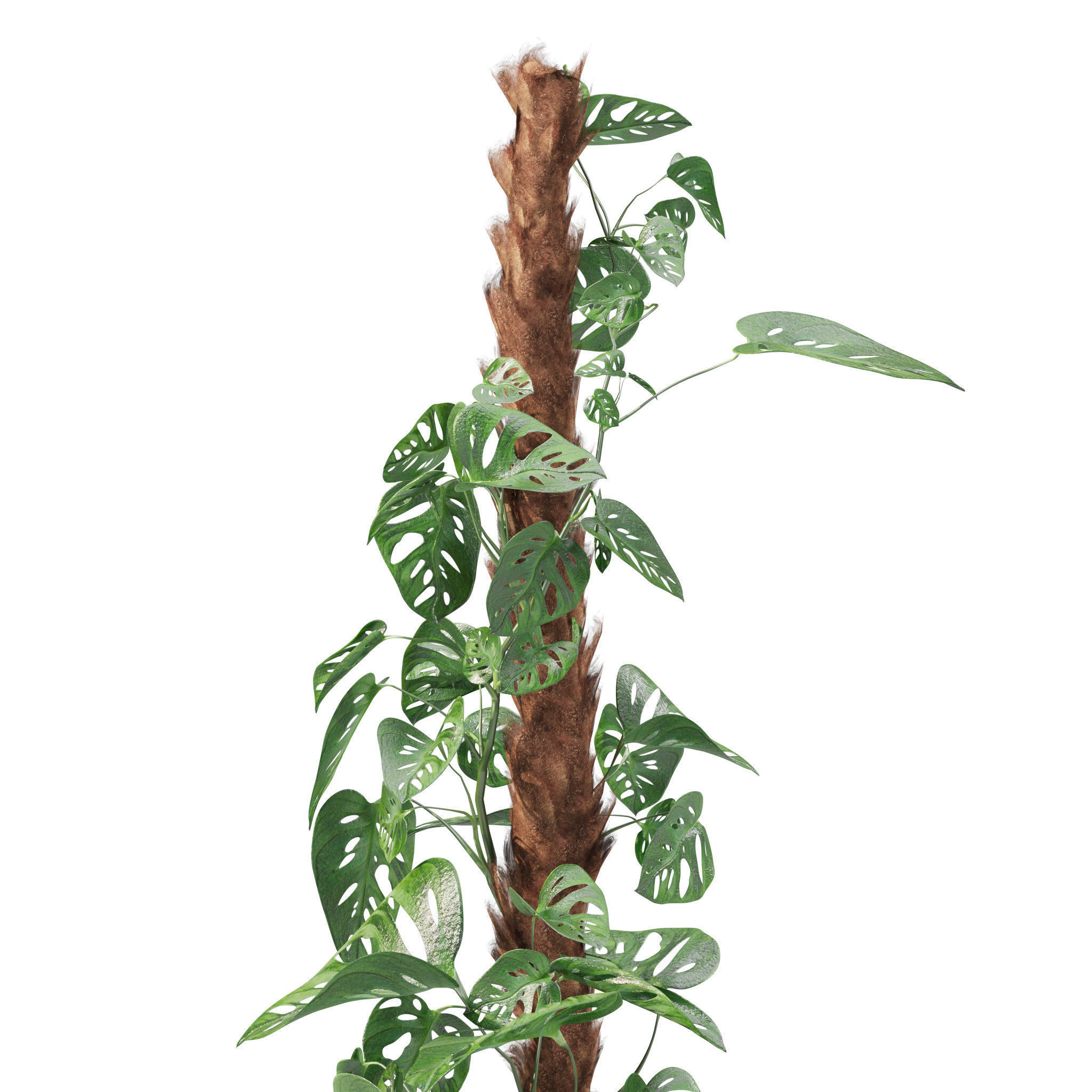 Plants collection 212 - monstera ficus cactus fern 3D model_7