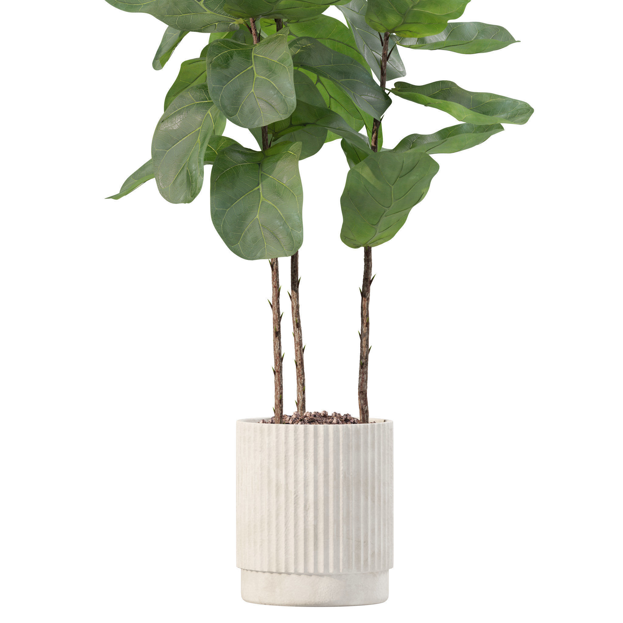 Plants collection 212 - monstera ficus cactus fern 3D model_5