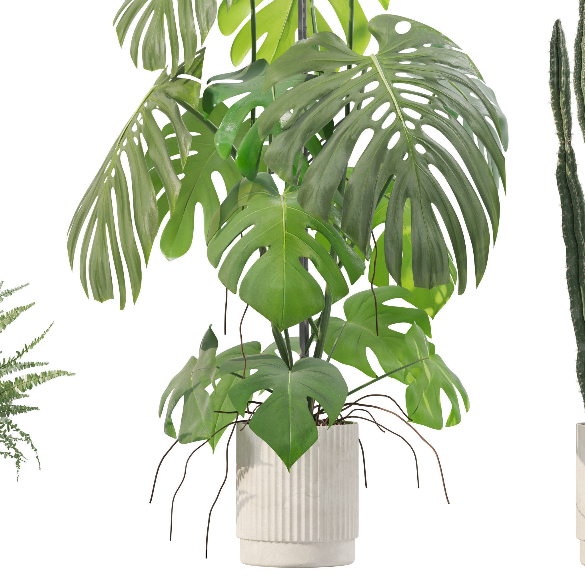Plants collection 212 - monstera ficus cactus fern 3D model_10