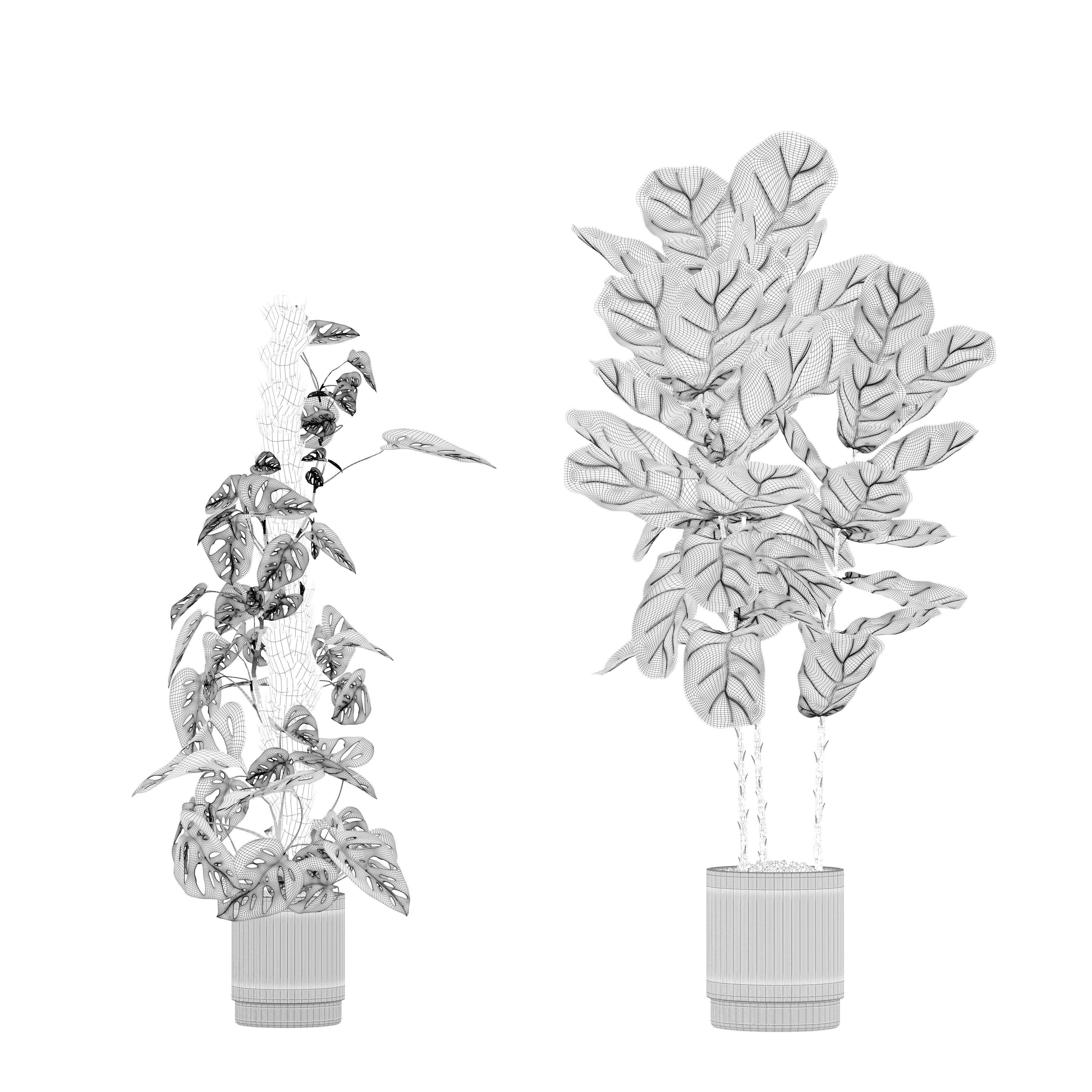 Plants collection 212 - monstera ficus cactus fern 3D model_18