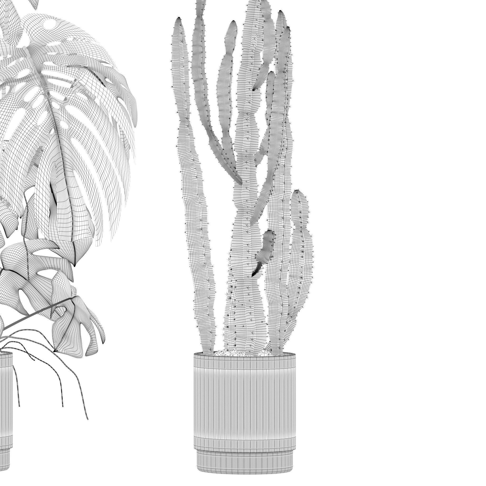 Plants collection 212 - monstera ficus cactus fern 3D model_22