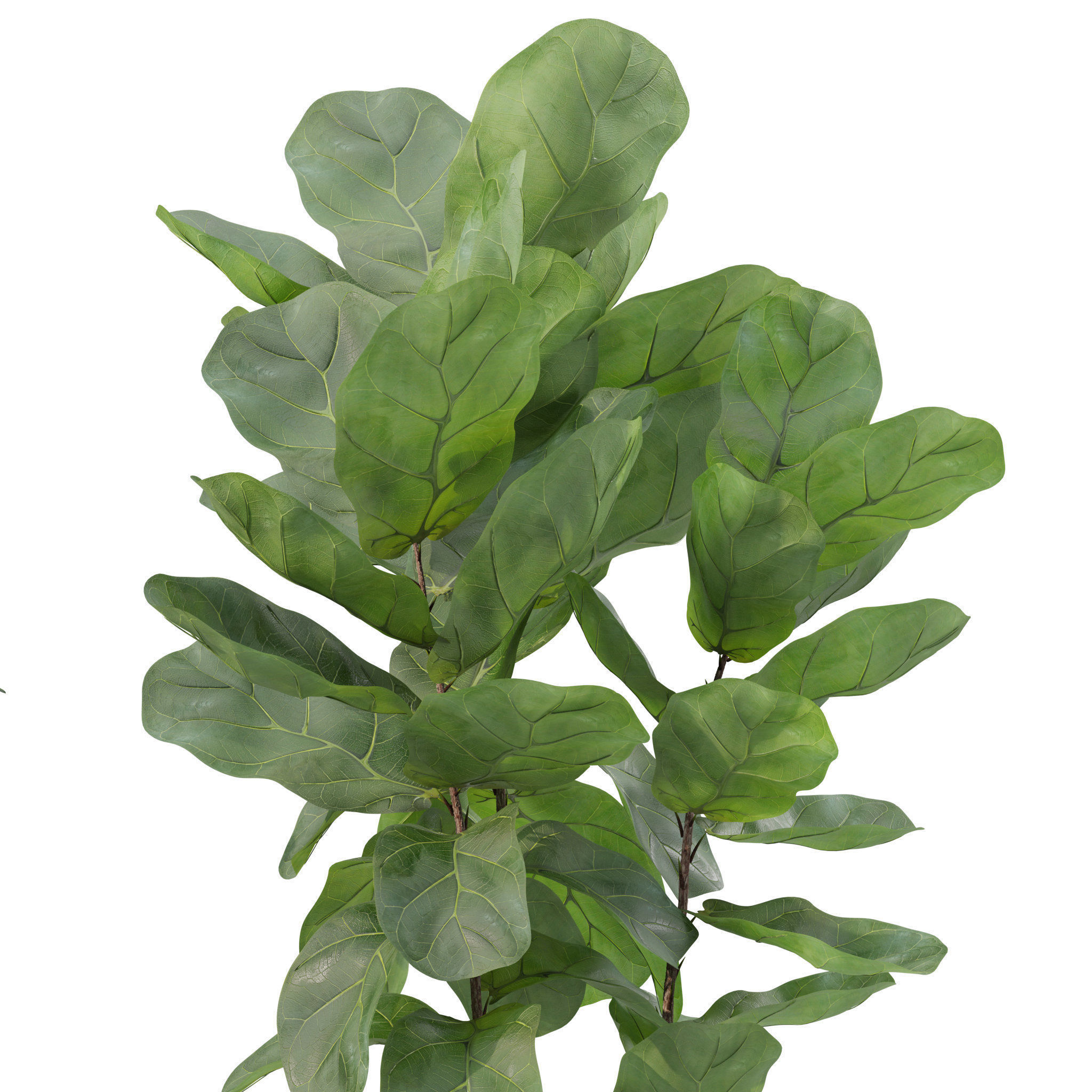 Plants collection 212 - monstera ficus cactus fern 3D model_6