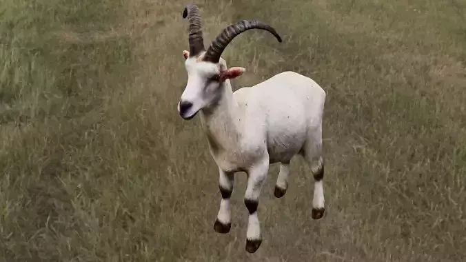  Goat 3D Model