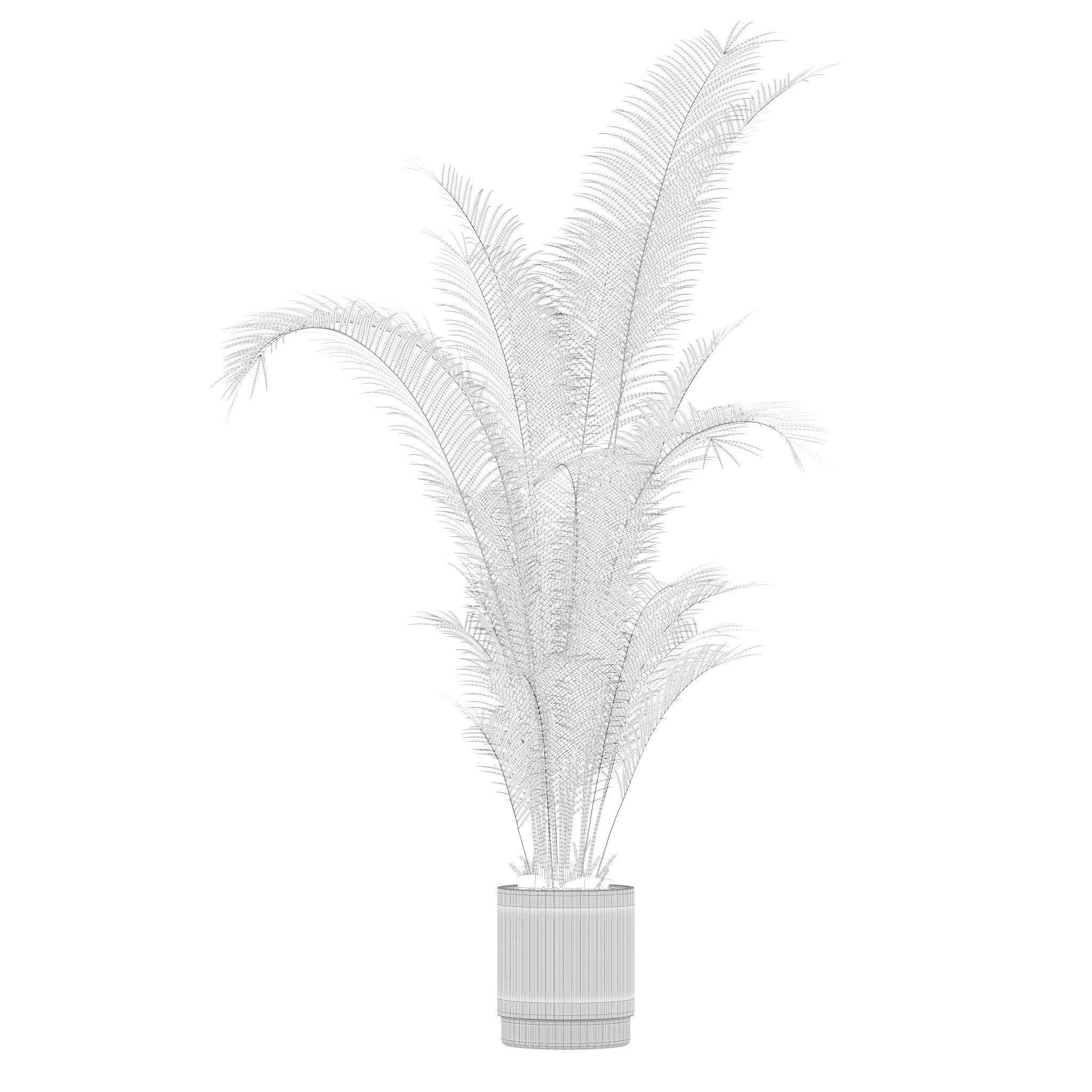 Plants collection 213 - areca palm ficus lyrata benjamina 3D model_15