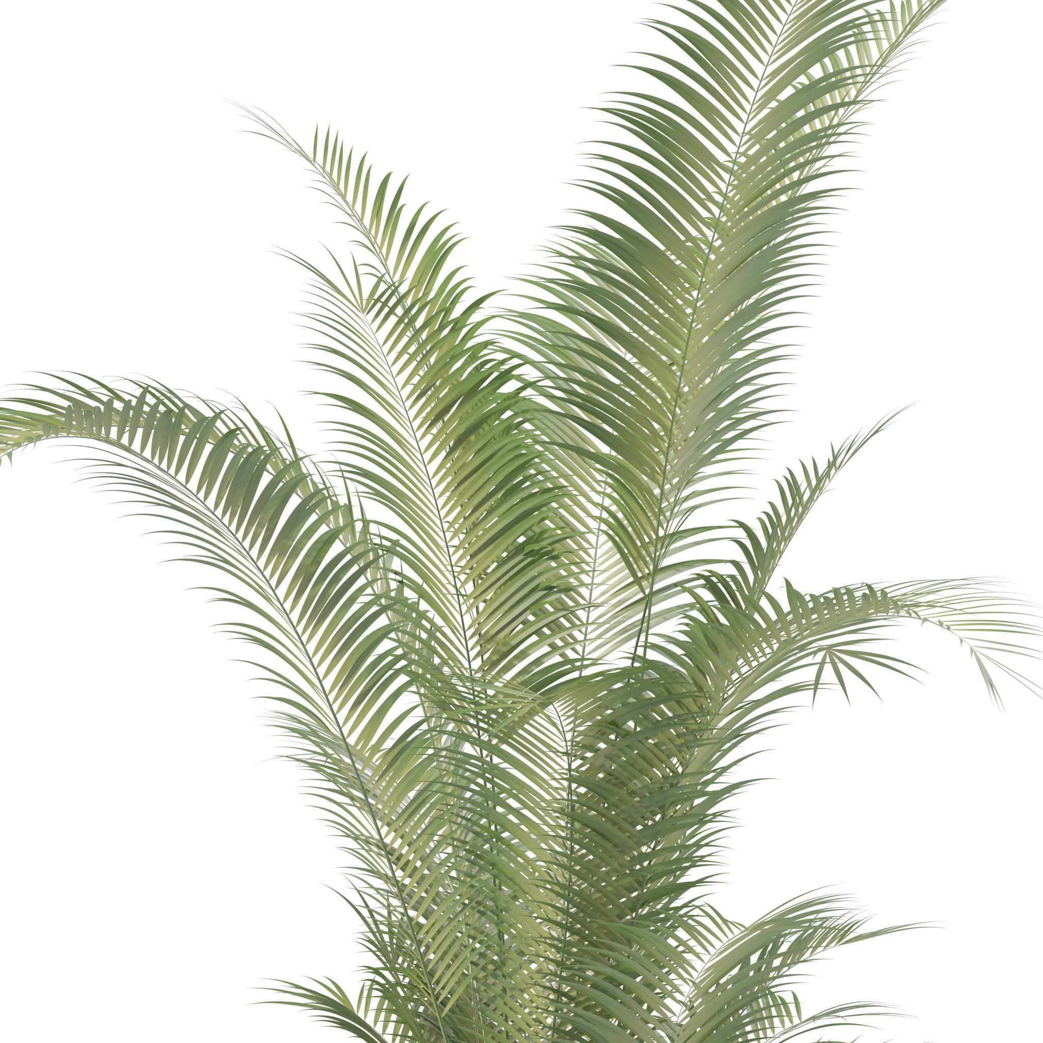 Plants collection 213 - areca palm ficus lyrata benjamina 3D model_6
