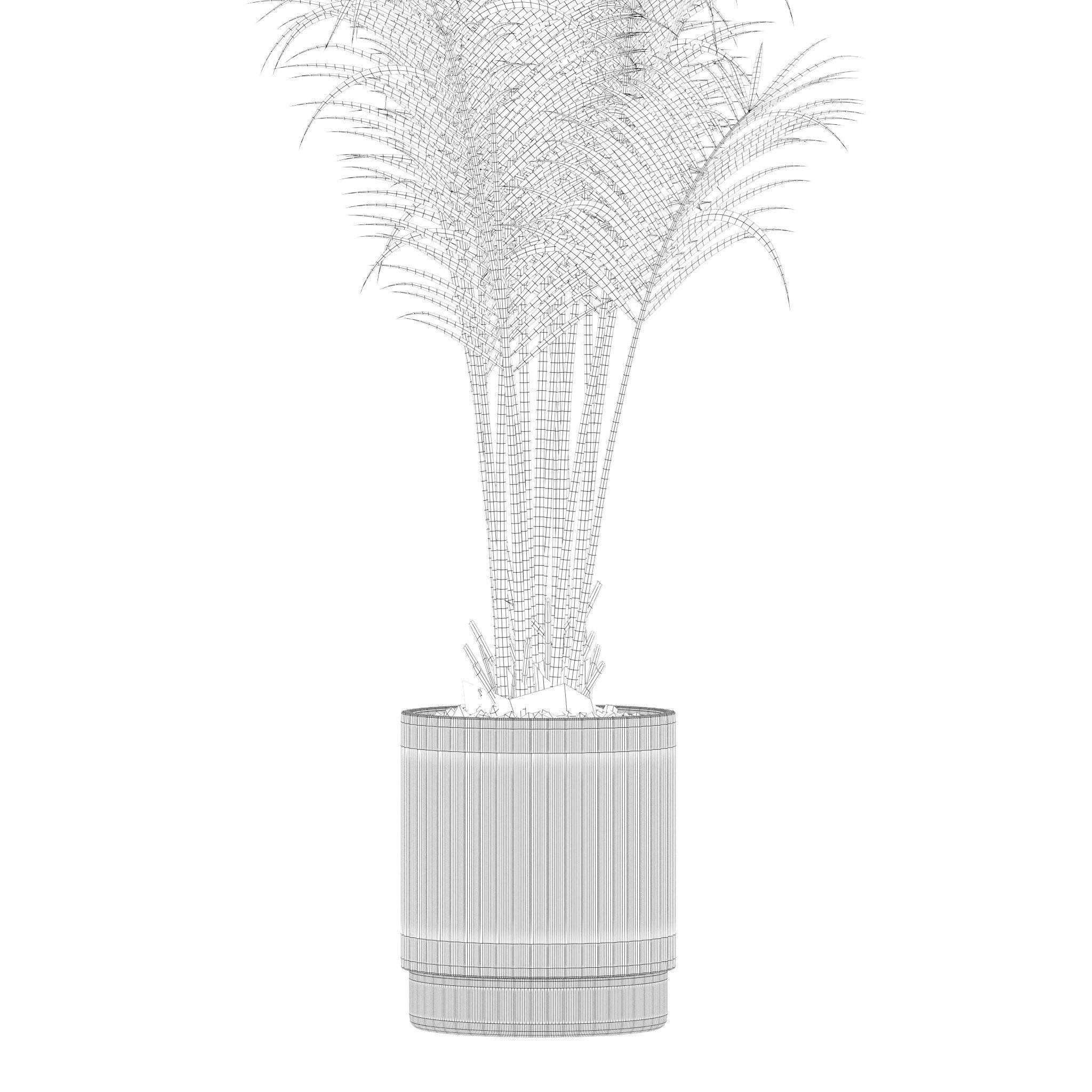 Plants collection 213 - areca palm ficus lyrata benjamina 3D model_18