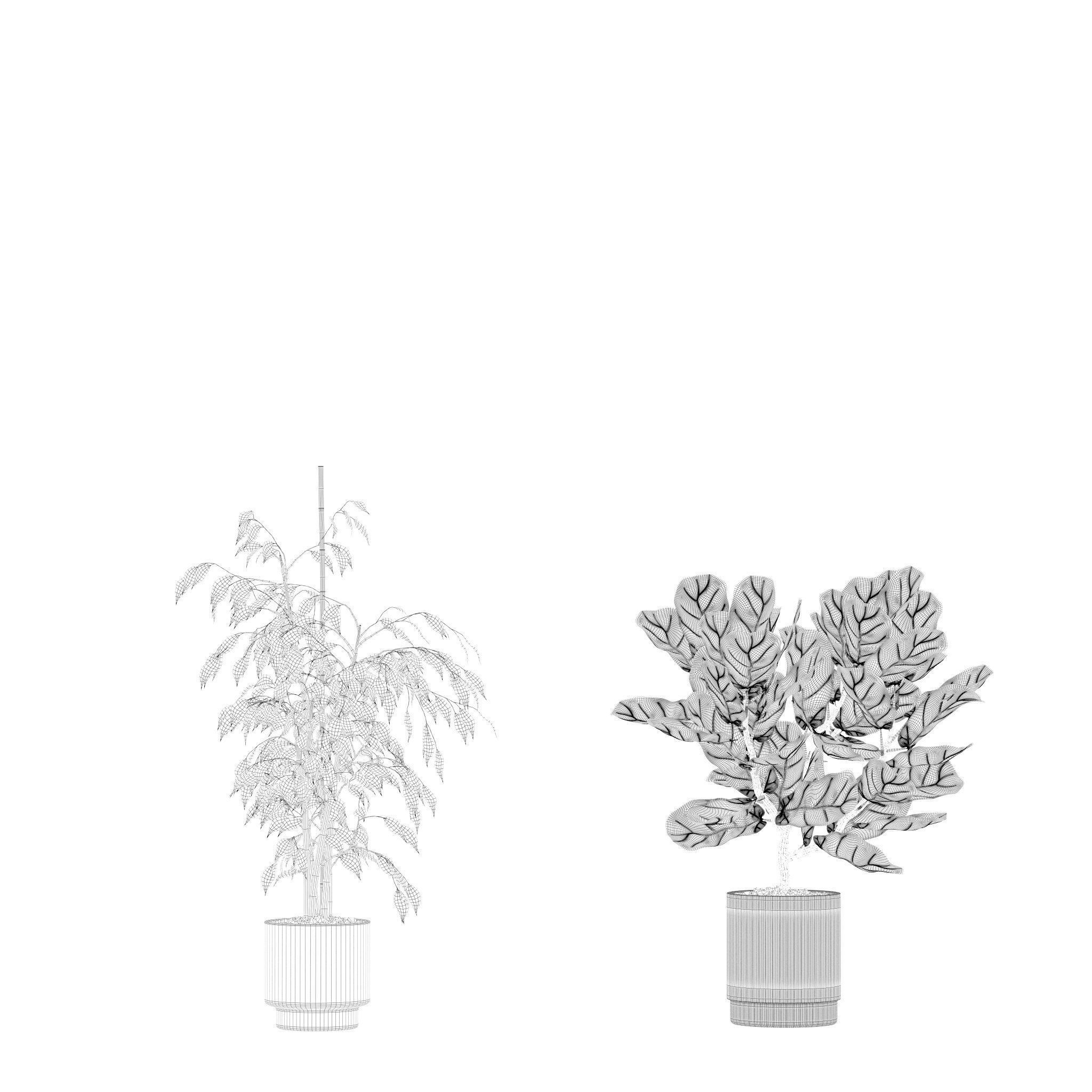 Plants collection 213 - areca palm ficus lyrata benjamina 3D model_23