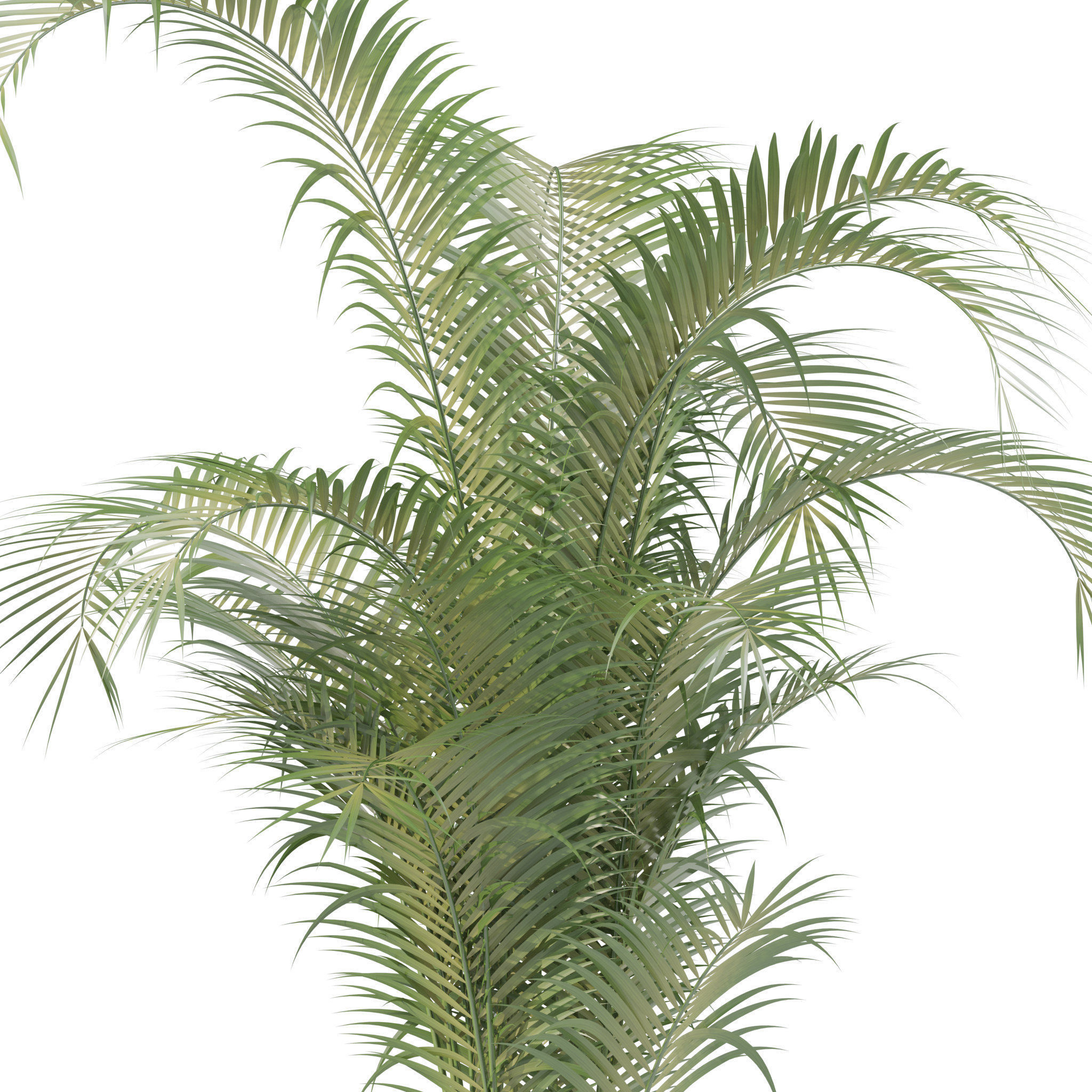 Plants collection 213 - areca palm ficus lyrata benjamina 3D model_12