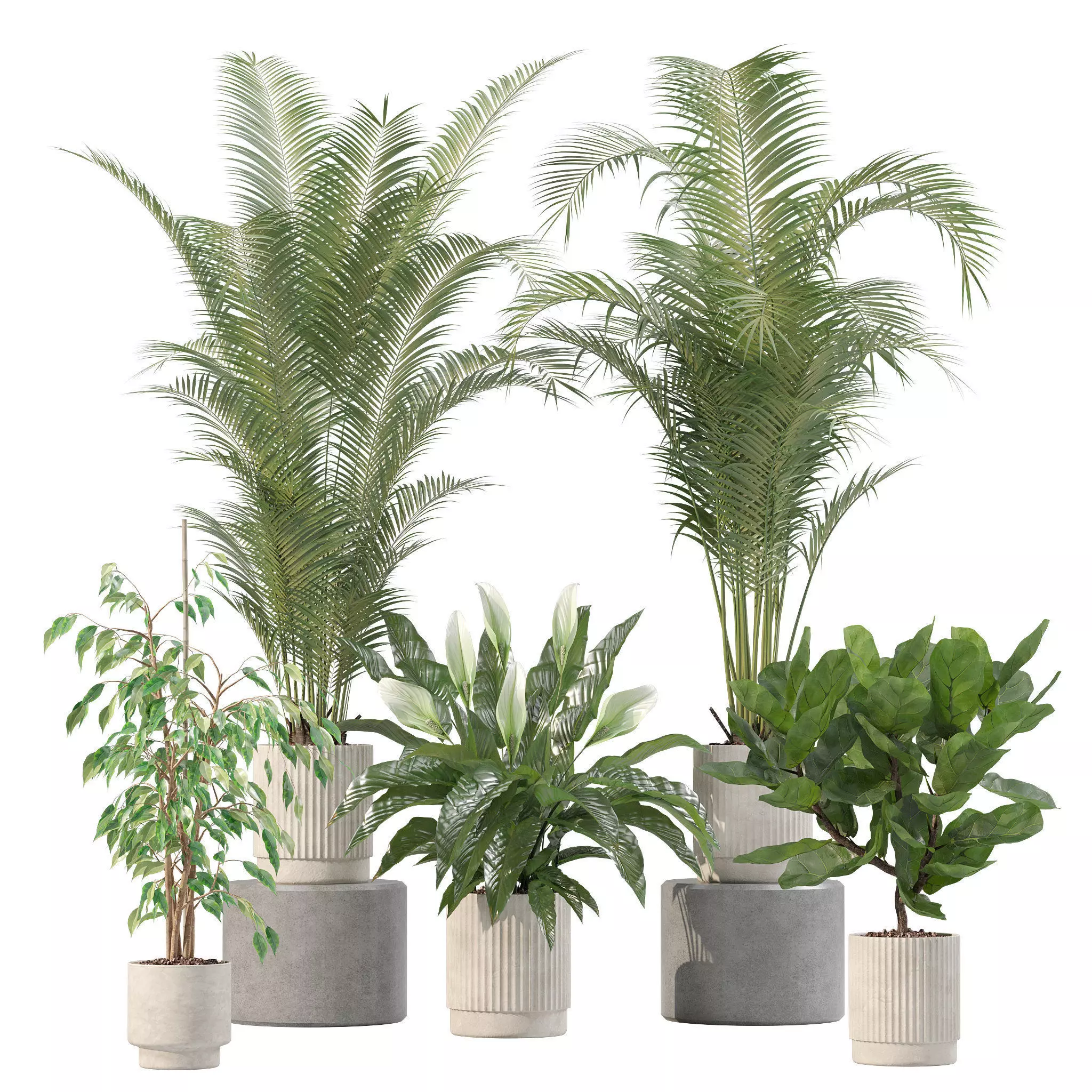 Plants collection 213 - areca palm ficus lyrata benjamina 3D model_0