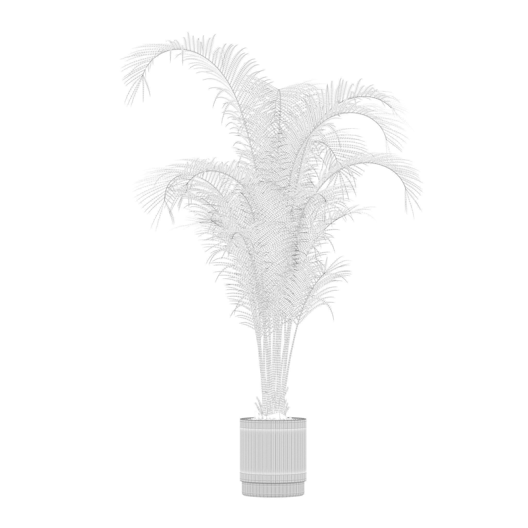 Plants collection 213 - areca palm ficus lyrata benjamina 3D model_14