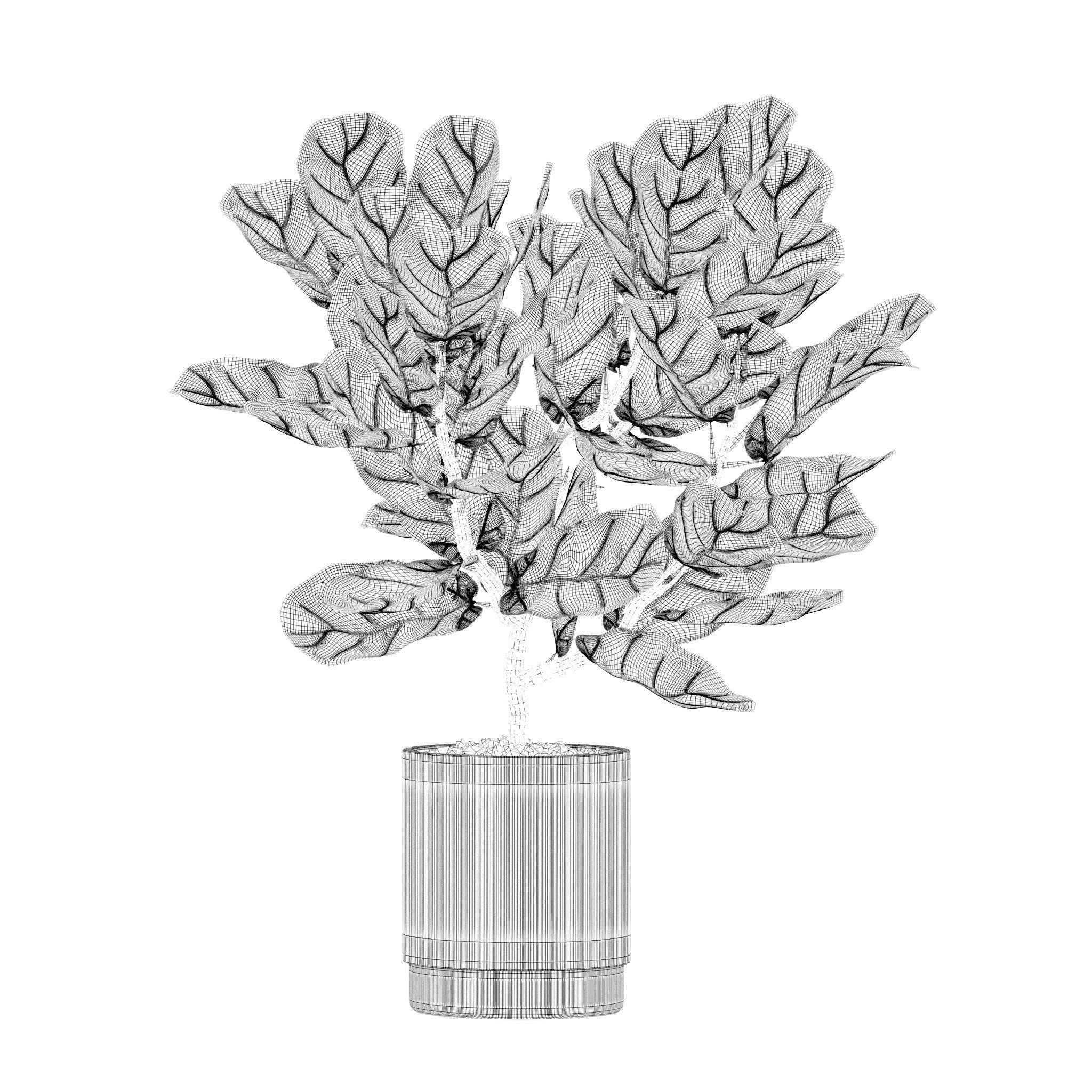 Plants collection 213 - areca palm ficus lyrata benjamina 3D model_21