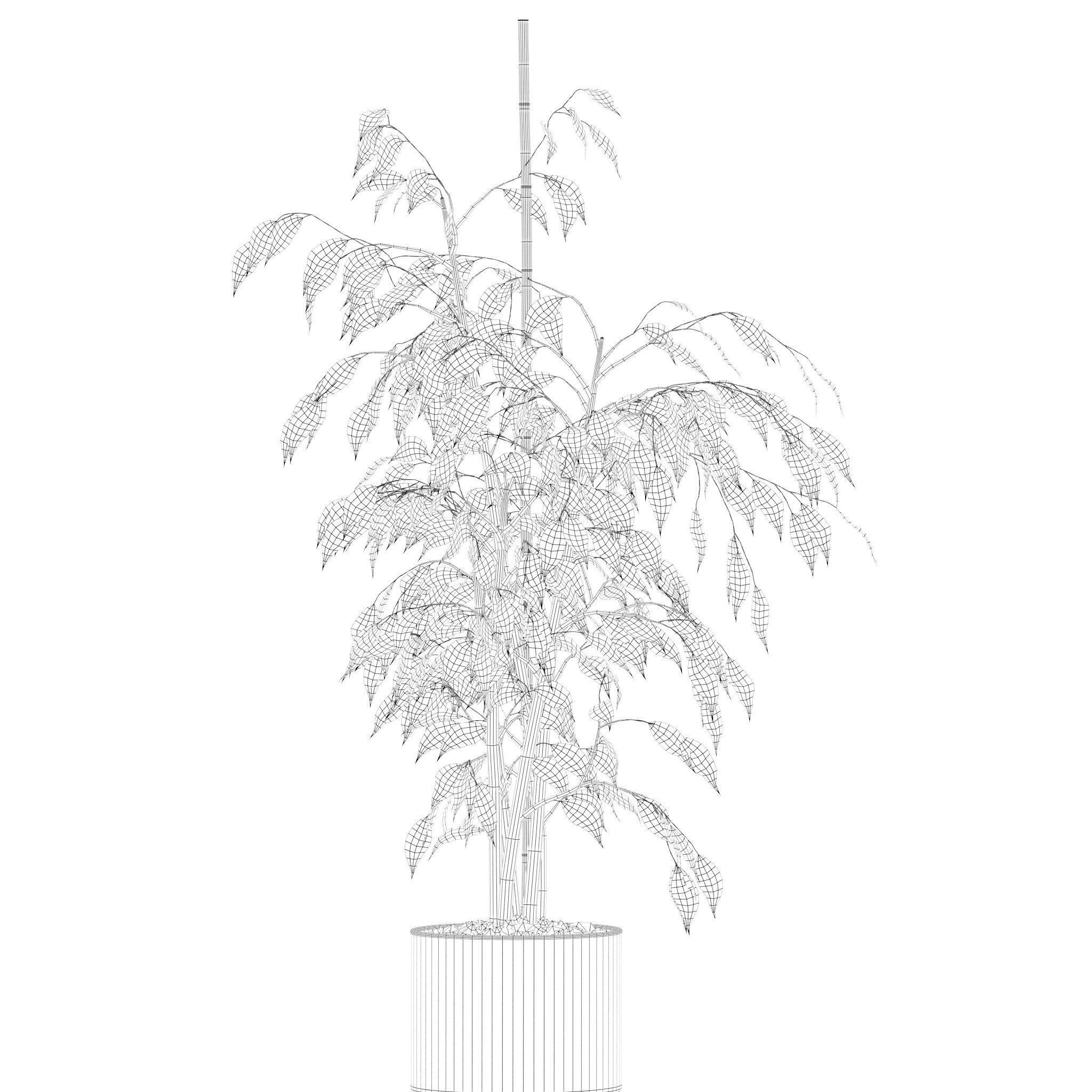 Plants collection 213 - areca palm ficus lyrata benjamina 3D model_20