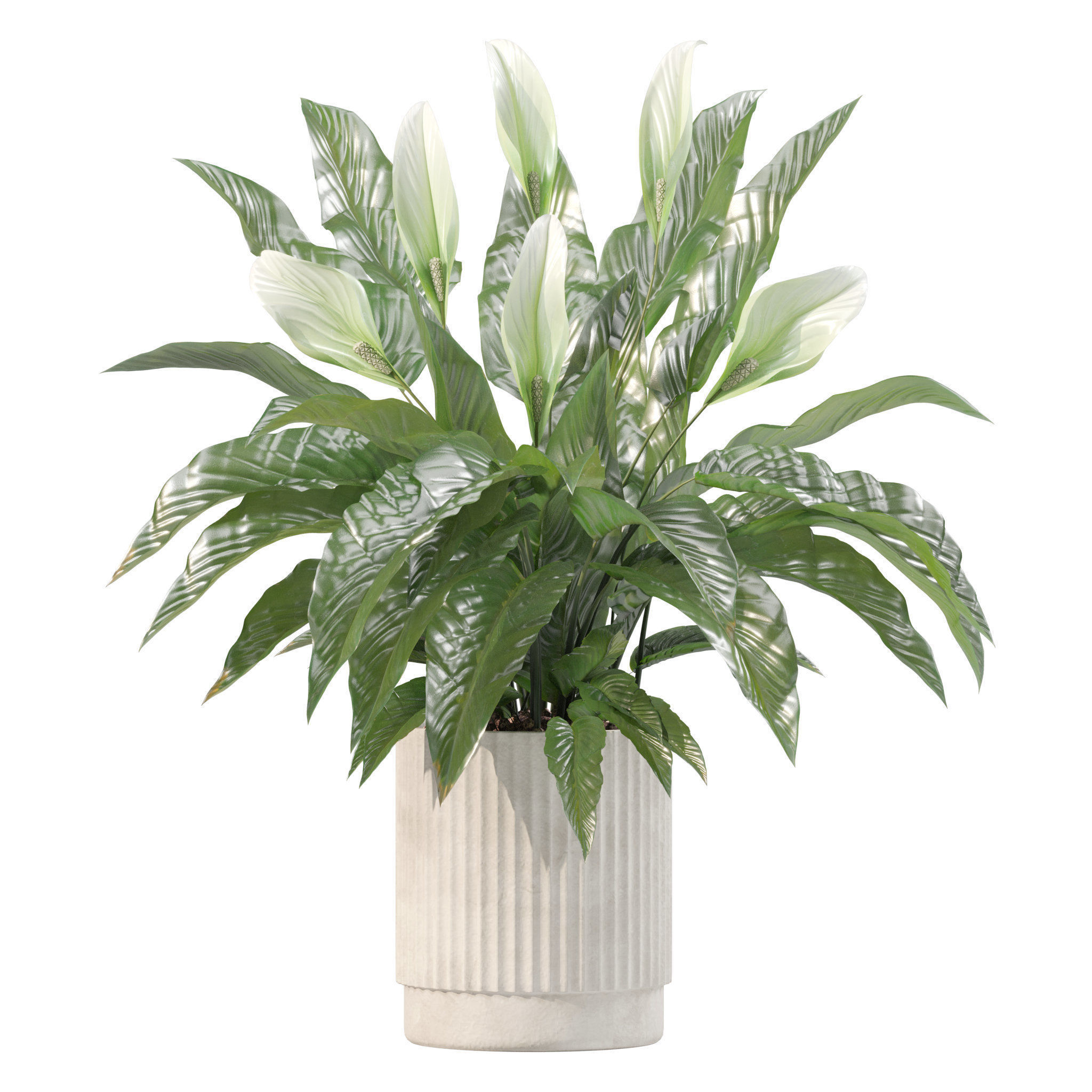Plants collection 213 - areca palm ficus lyrata benjamina 3D model_8