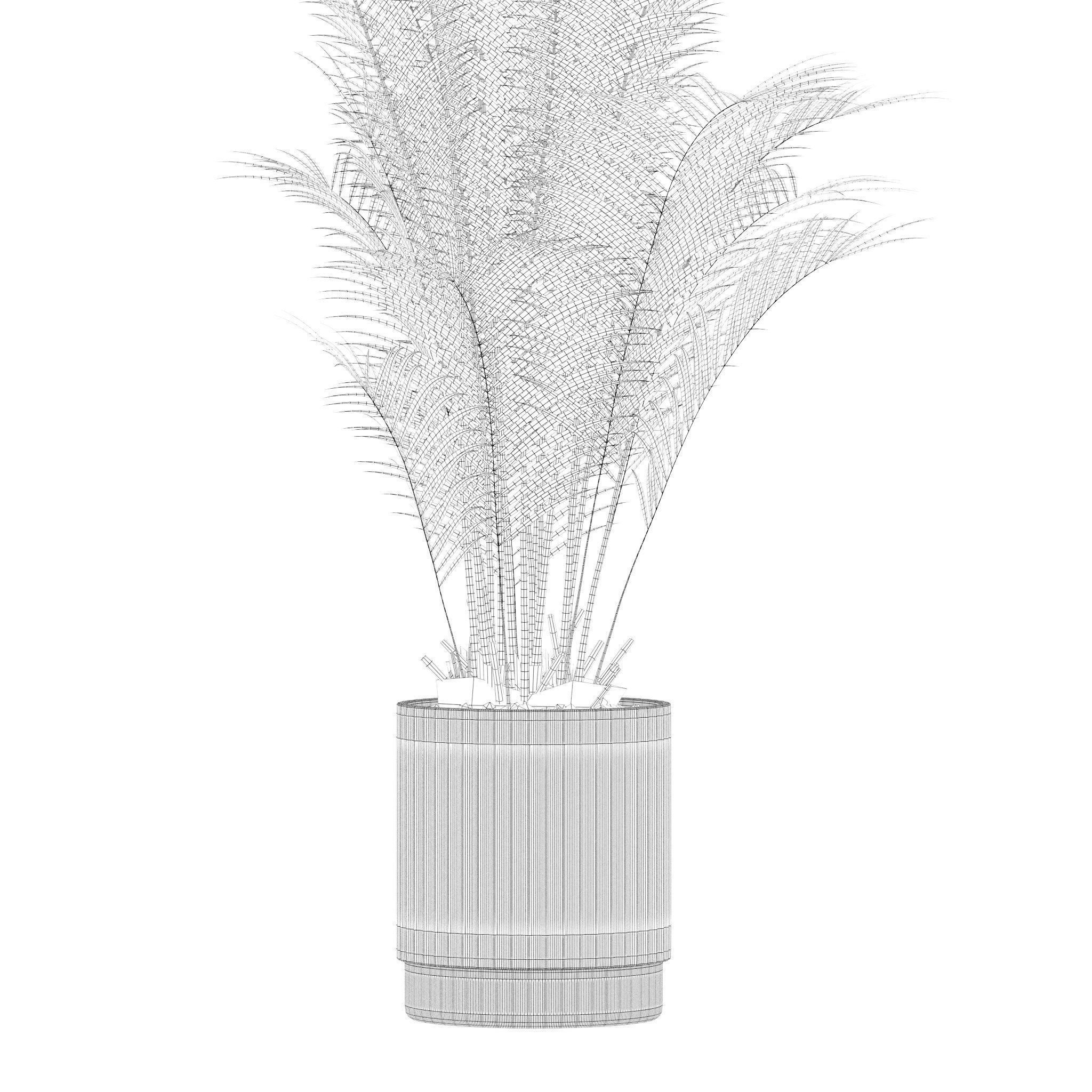 Plants collection 213 - areca palm ficus lyrata benjamina 3D model_16