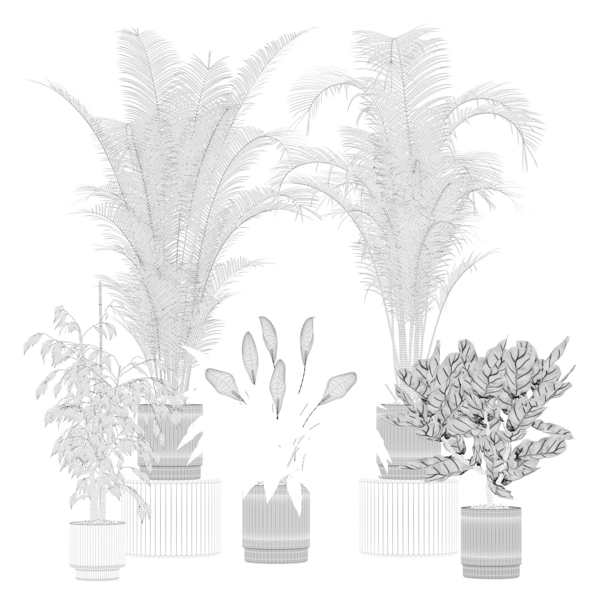 Plants collection 213 - areca palm ficus lyrata benjamina 3D model_24