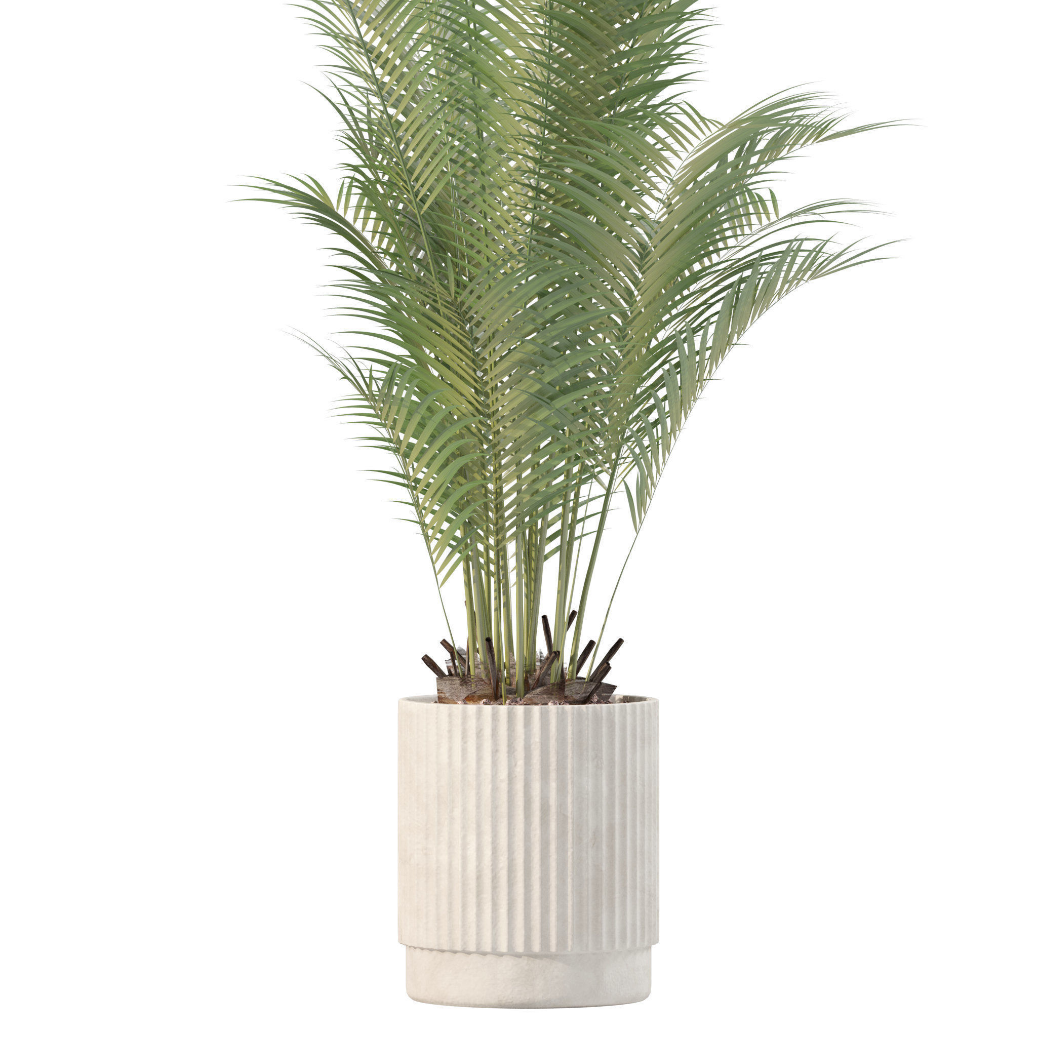 Plants collection 213 - areca palm ficus lyrata benjamina 3D model_9