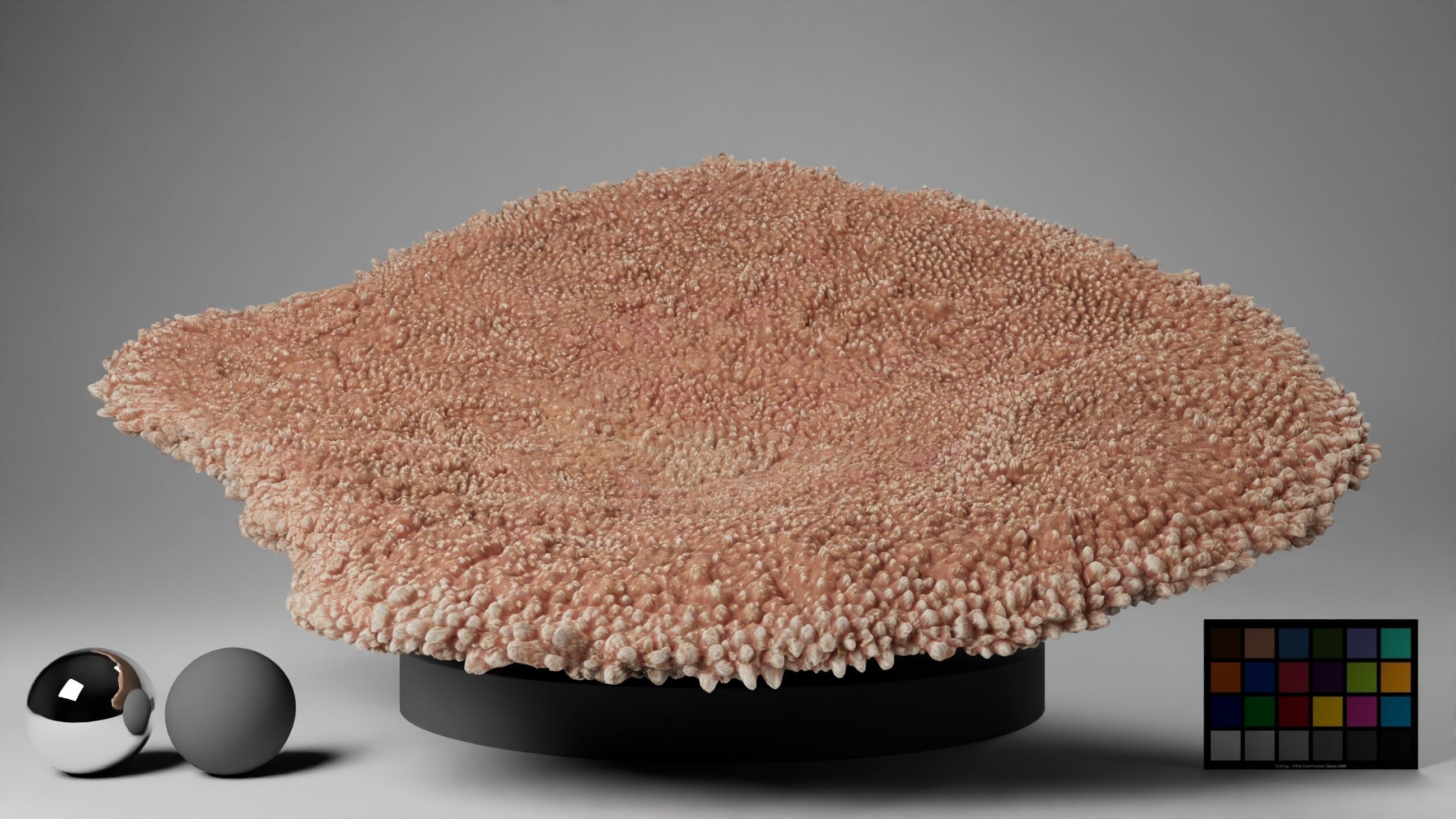 HQ Assets-Coral-Acropora-HyacinthusAB Arnold 3D model_11
