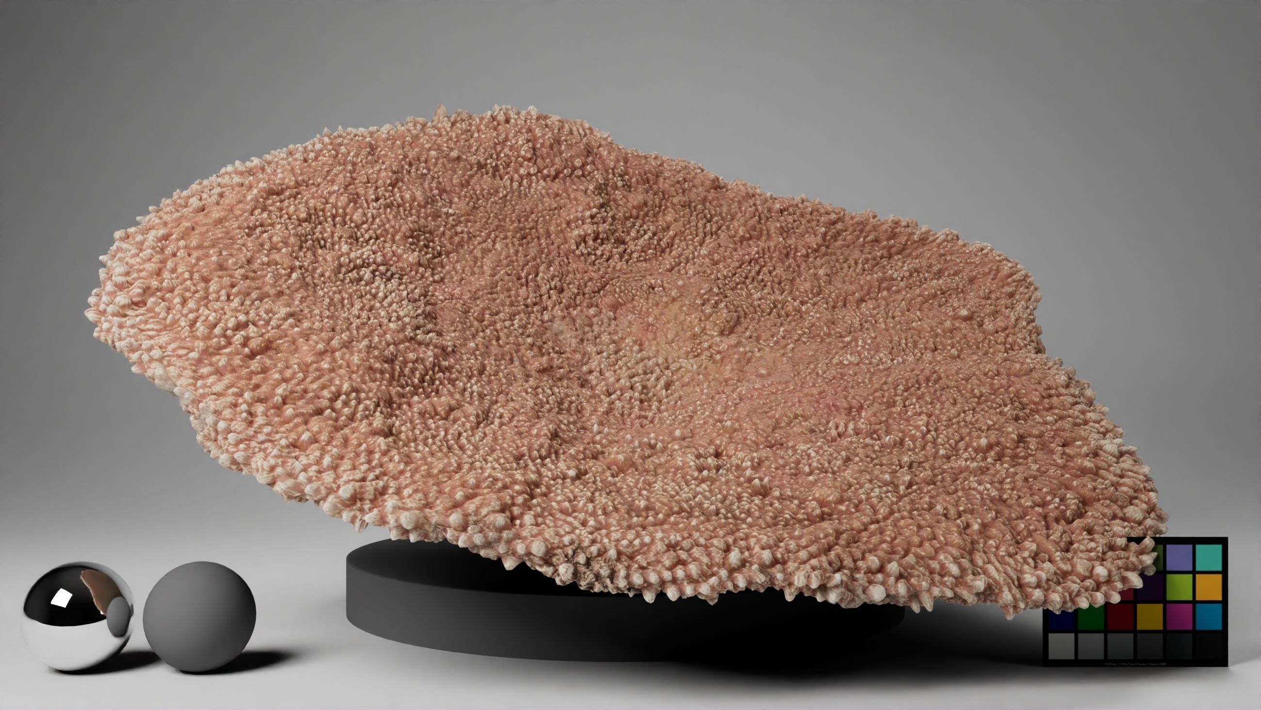 HQ Assets-Coral-Acropora-HyacinthusAB Arnold 3D model_17