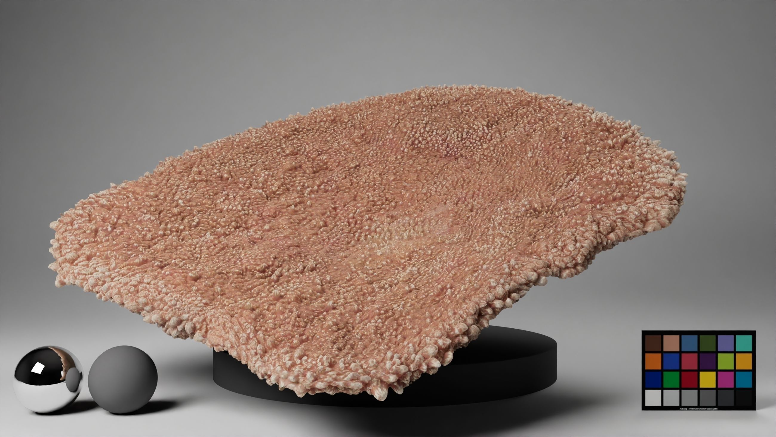 HQ Assets-Coral-Acropora-HyacinthusAB Arnold 3D model_13