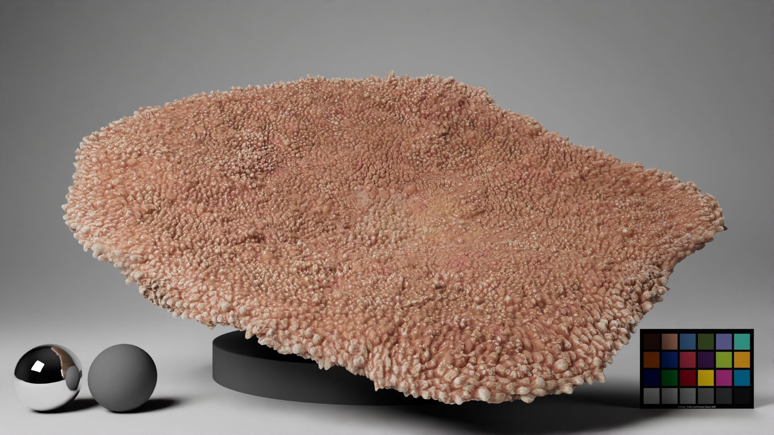 HQ Assets-Coral-Acropora-HyacinthusAB Arnold 3D model_15