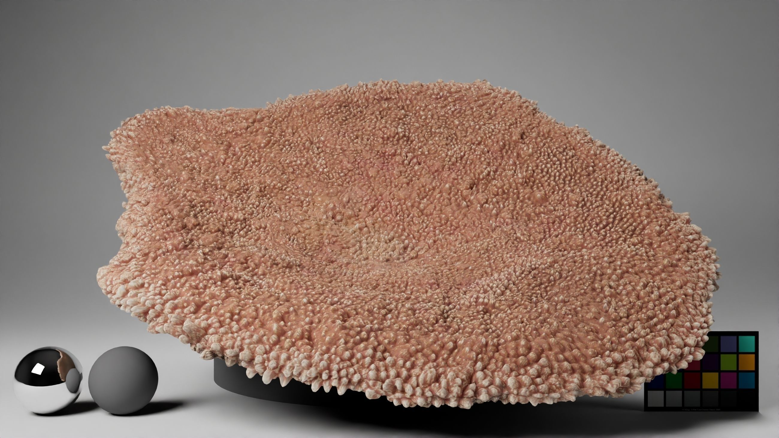 HQ Assets-Coral-Acropora-HyacinthusAB Arnold 3D model_10