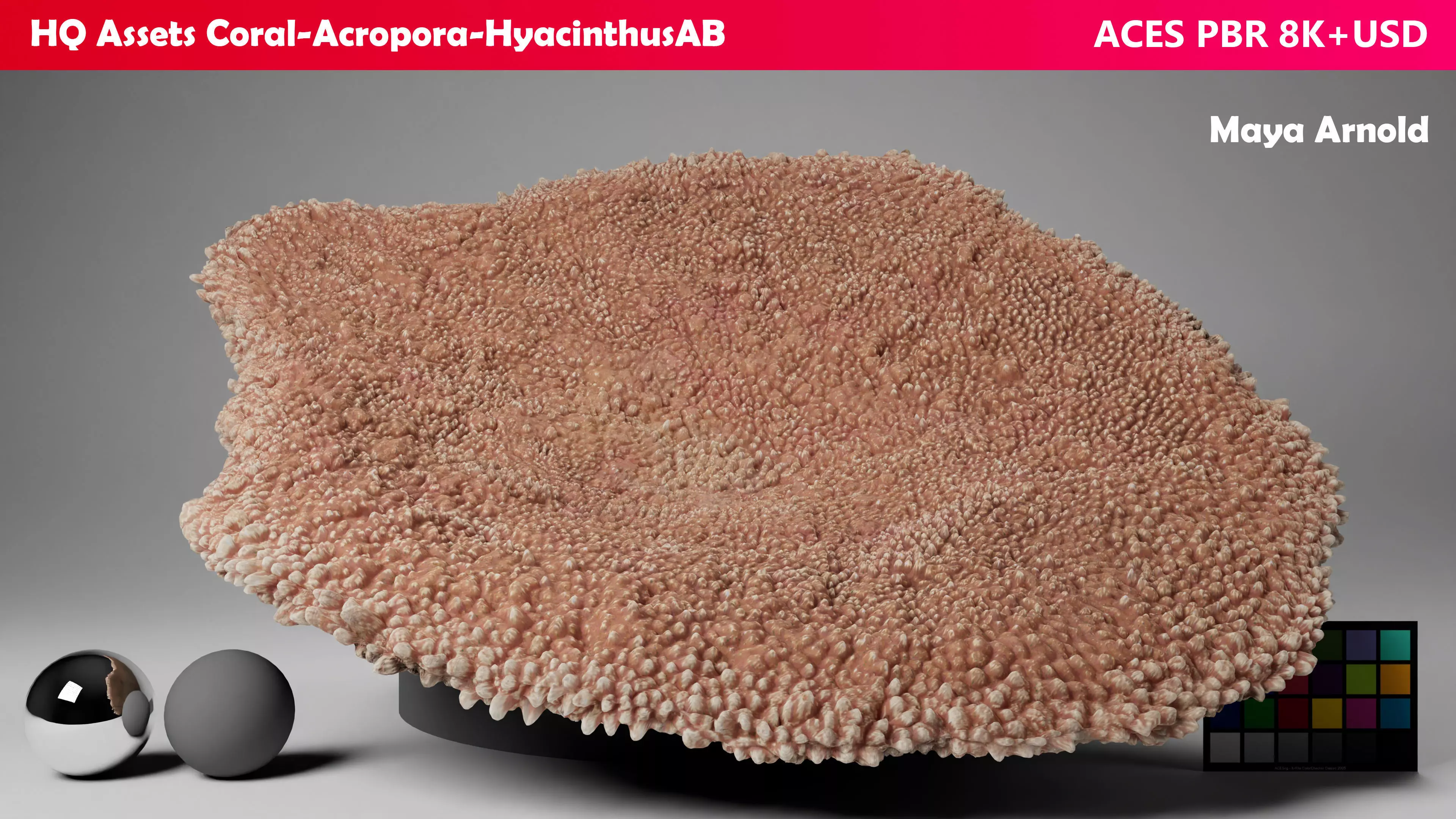 HQ Assets-Coral-Acropora-HyacinthusAB Arnold 3D model_0