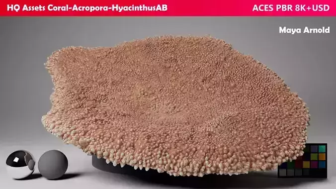 HQ Assets-Coral-Acropora-HyacinthusAB Arnold 3D model