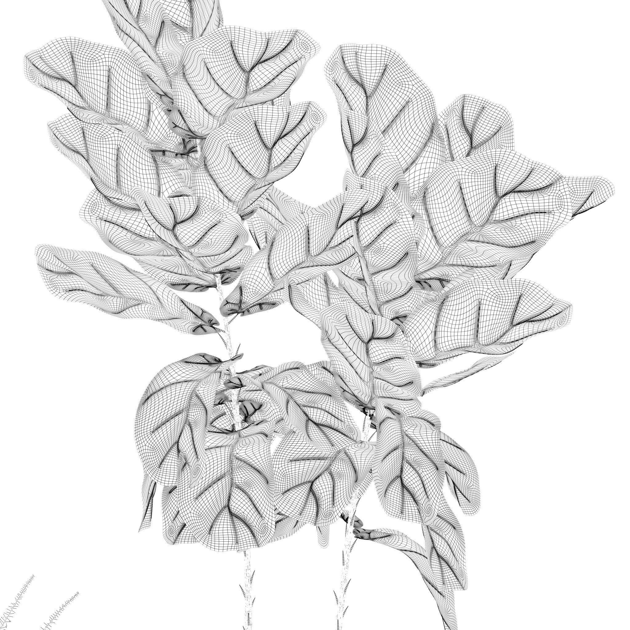 Plants collection 214 - bamboo croton fern ficus 3D model_16