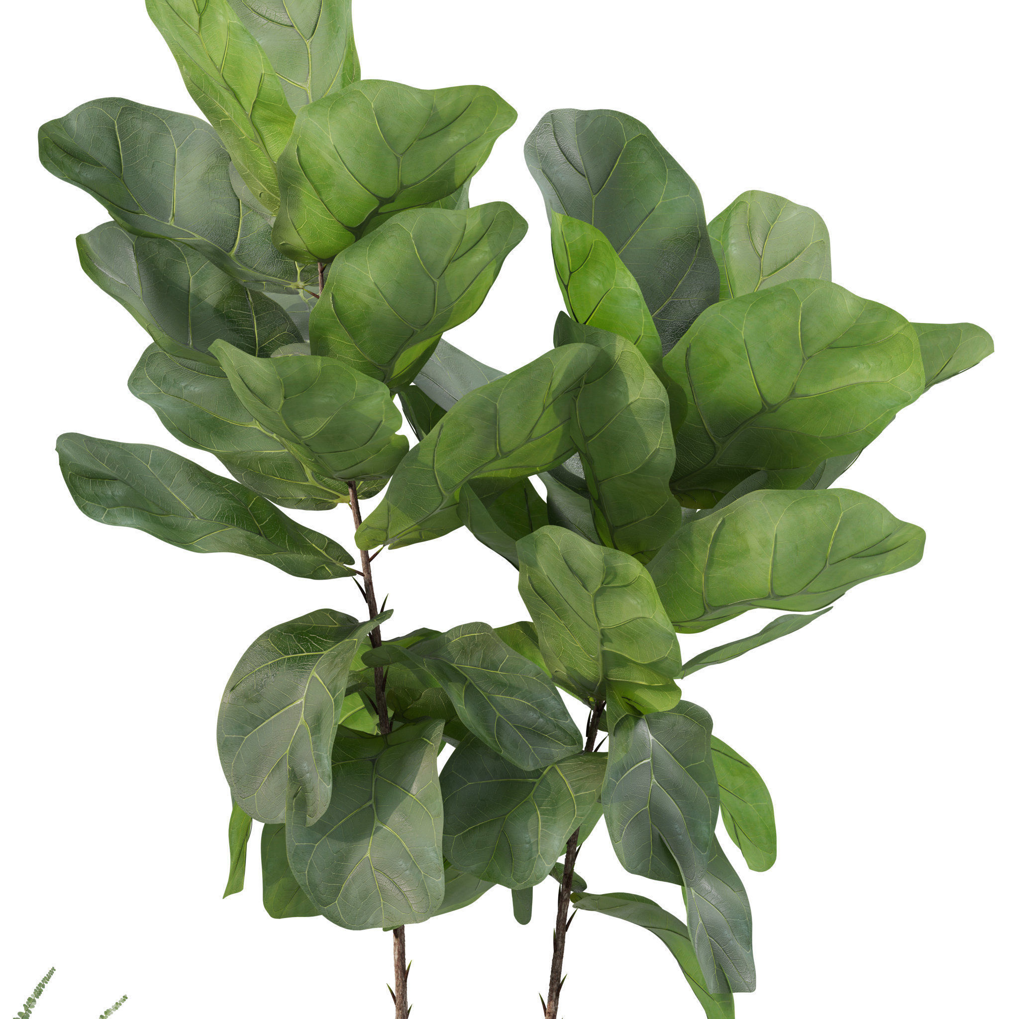 Plants collection 214 - bamboo croton fern ficus 3D model_7